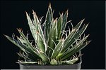 Agave filifera f. compacte