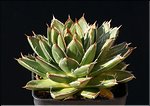 Agave filifera f. ultracompacte