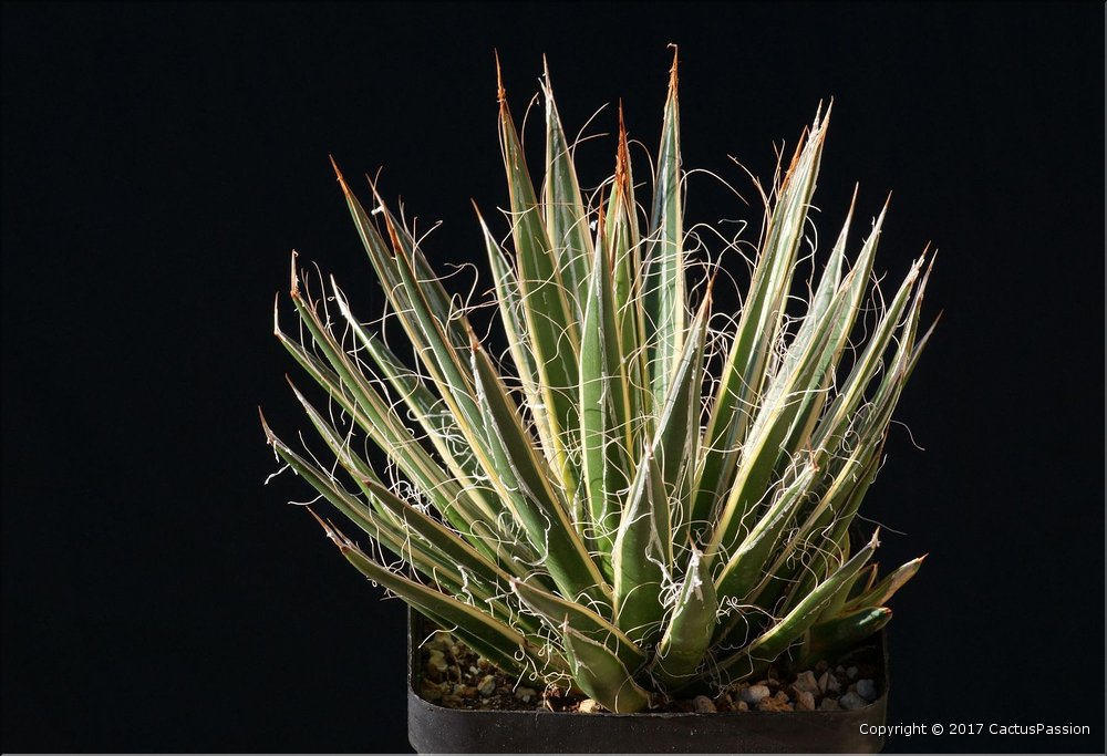 Agave filifera marginata