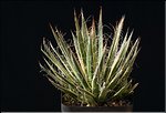 Agave filifera marginata