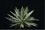 Agave filifera microceps