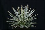 Agave filifera ssp. multifilifera