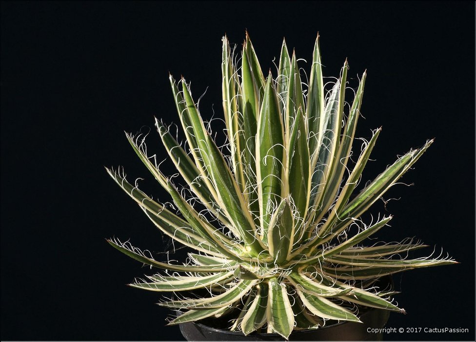 Agave filifera ssp. schidigera marginata