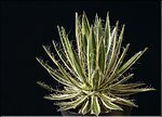 Agave filifera ssp. schidigera marginata