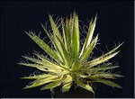 Agave filifera ssp. schidigera