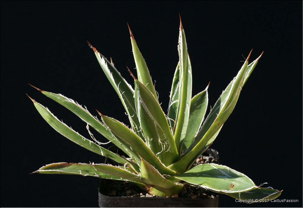 Agave filifera striata