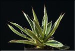 Agave filifera striata