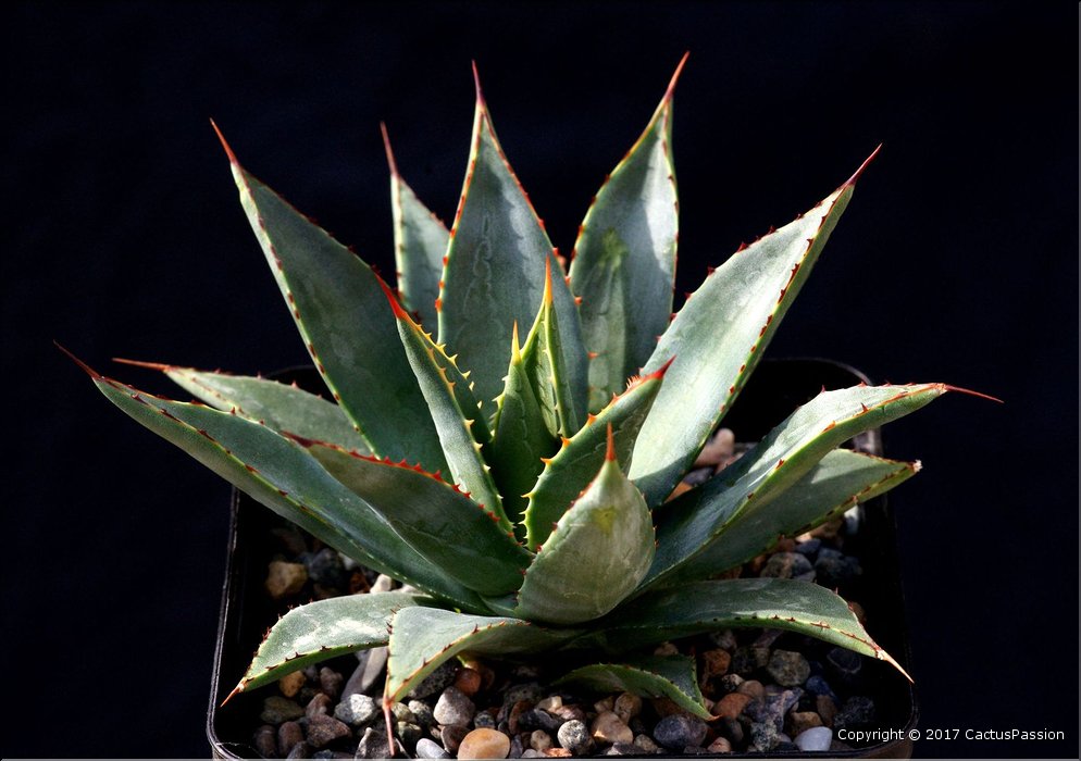 Agave filifera x isthmensis