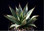 Agave filifera x isthmensis