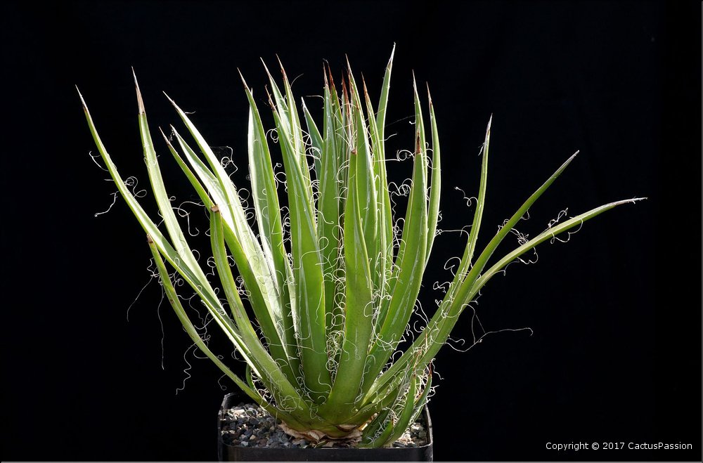 Agave filifera