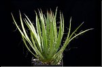 Agave filifera
