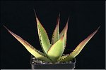 Agave flexispina