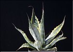 Agave franzosinii variegata
