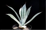 Agave franzosinii