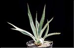 Agave funkiana