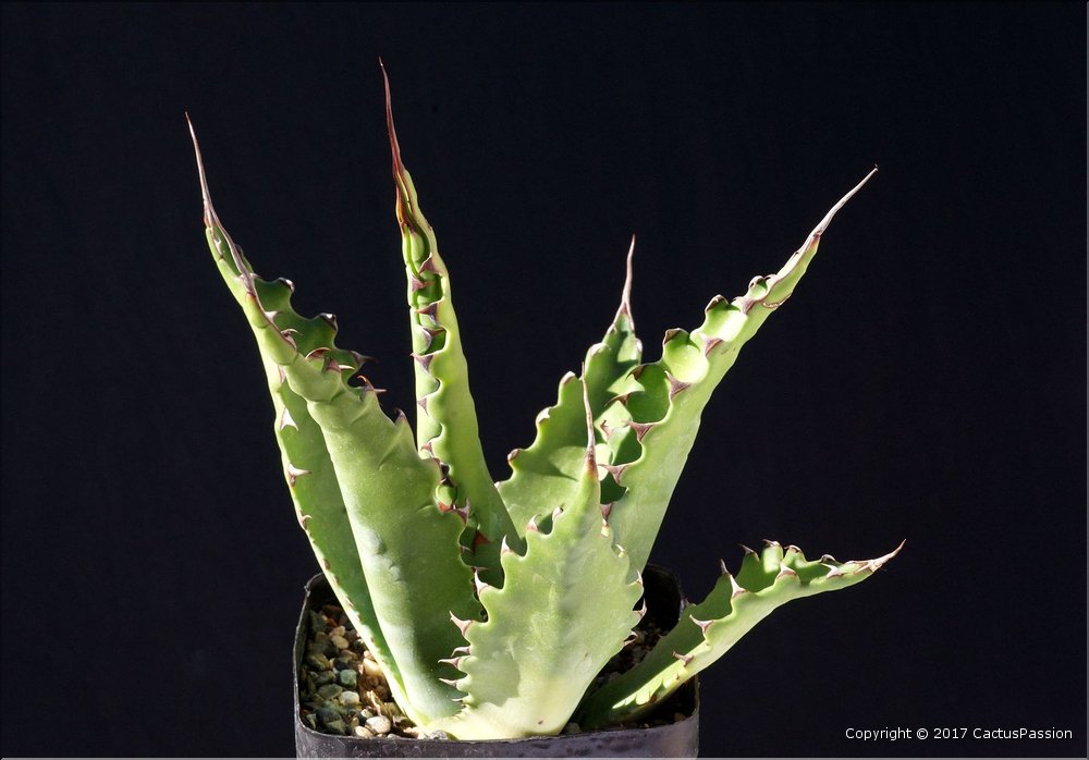 Agave gentryi 'Jaws'