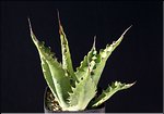 Agave gentryi 'Jaws'