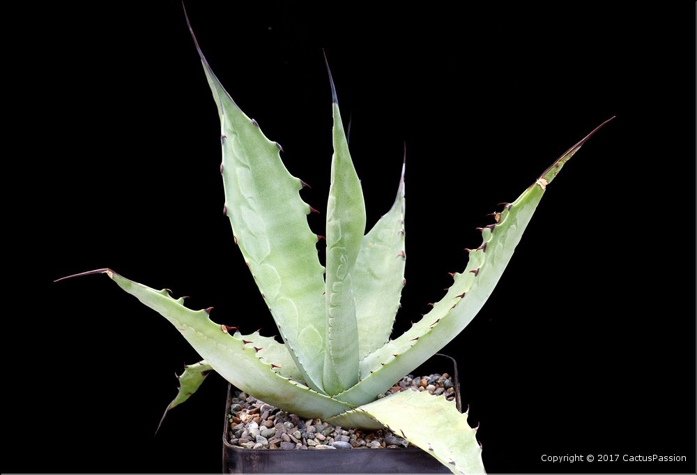Agave gentryi (macroculmis)