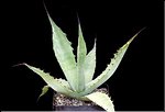 Agave gentryi (macroculmis)