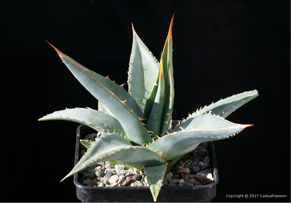 Agave ghiesbreghtii (purpusorum)