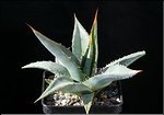 Agave ghiesbreghtii (purpusorum)