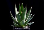 Agave ghisbreghtii