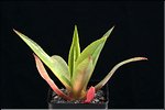Agave gomezpompae