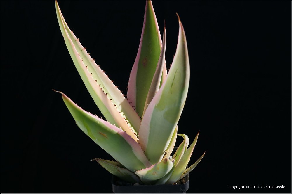 Agave guiengola 'Crème Brulée'