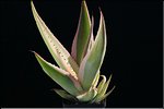 Agave guiengola 'Crème Brulée'