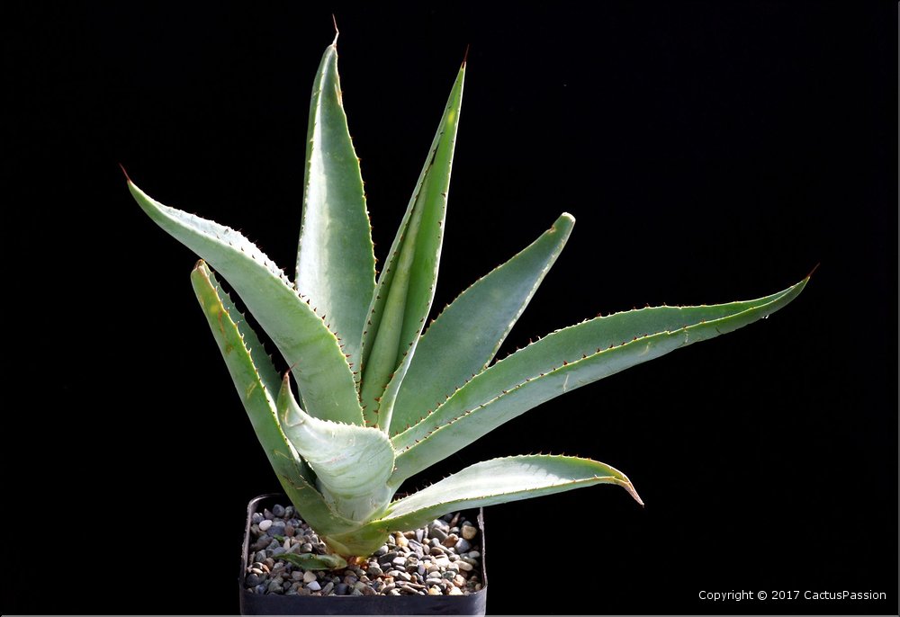 Agave guiengola