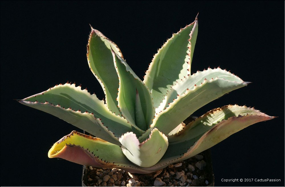 Agave gypsophila 'Ivory Curls'