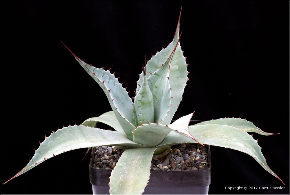 Agave havardiana