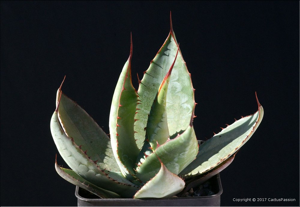 Agave hookeri