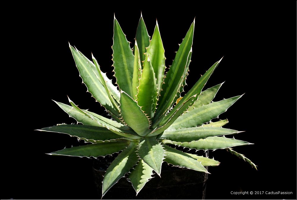 Agave horrida