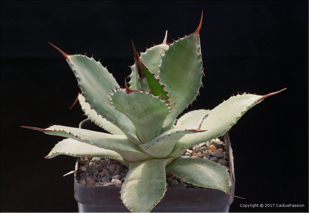 Agave hurteri