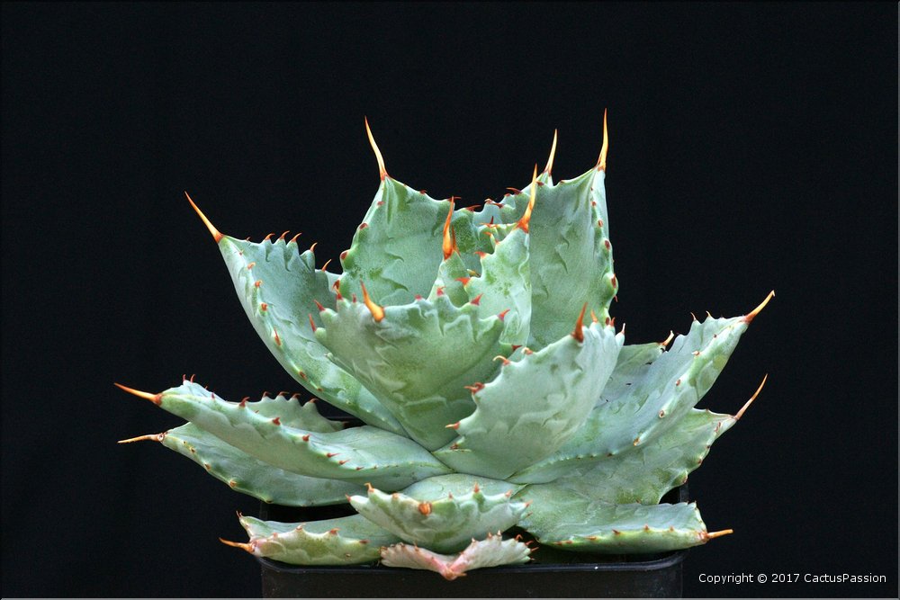 Agave isthmensis