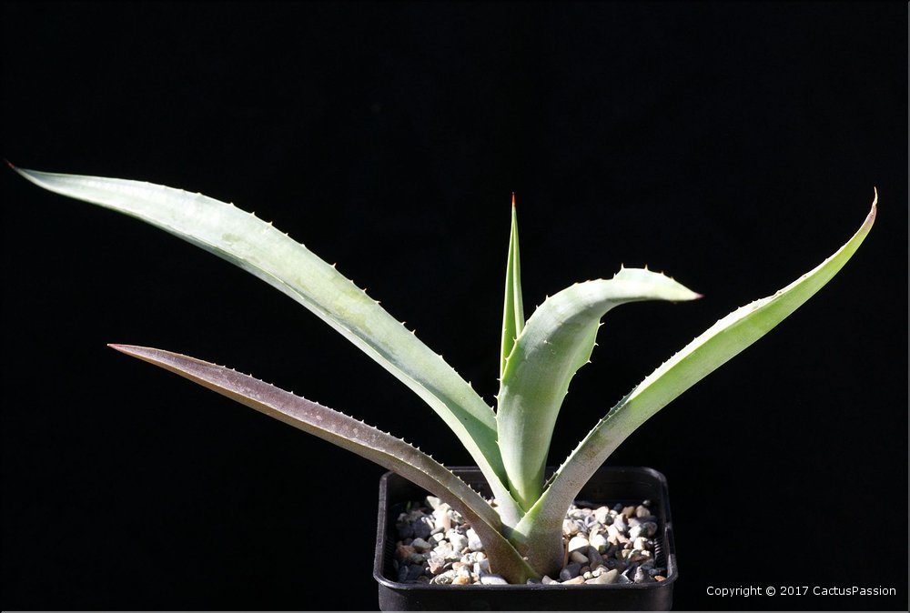 Agave karwinskii