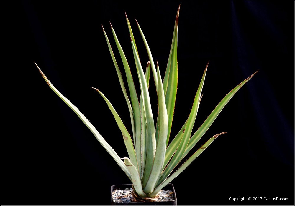 Agave lechuguilla x lophanta