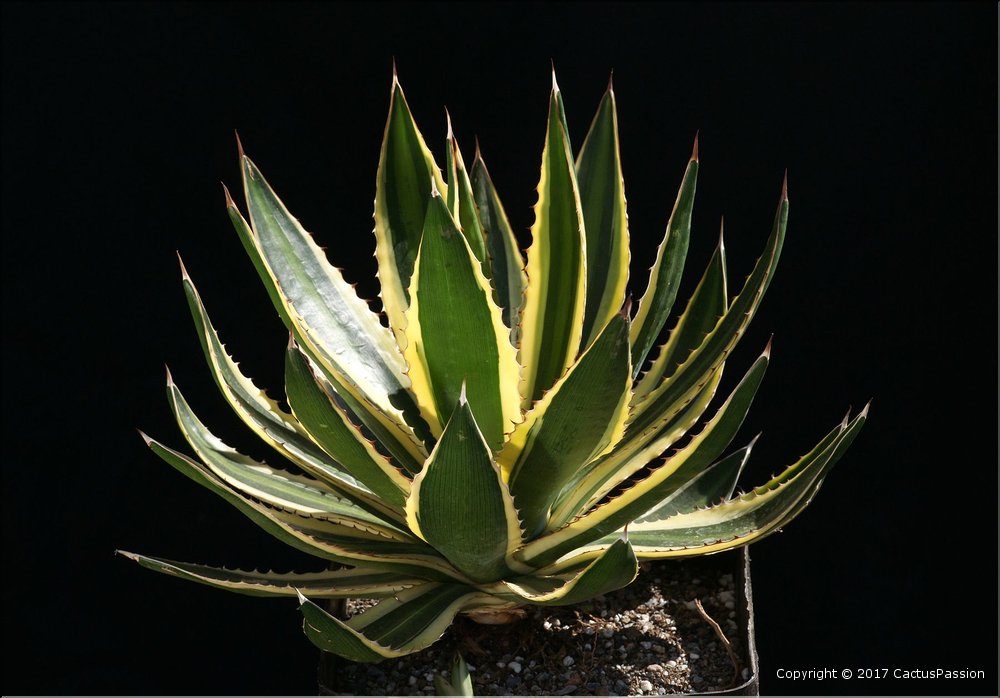Agave lophanta quadricolor