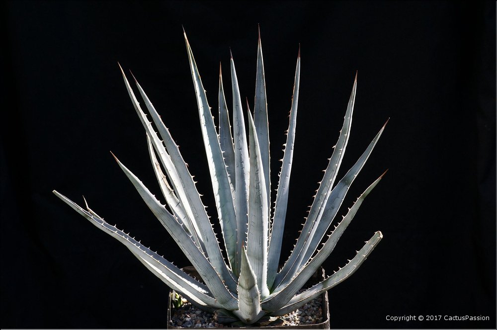 Agave lophanta v. coerulescens