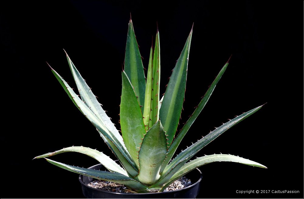 Agave lophanta v. poselgeri