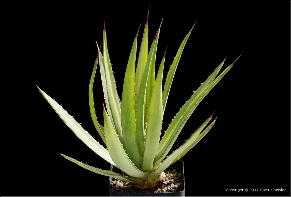 Agave lophanta