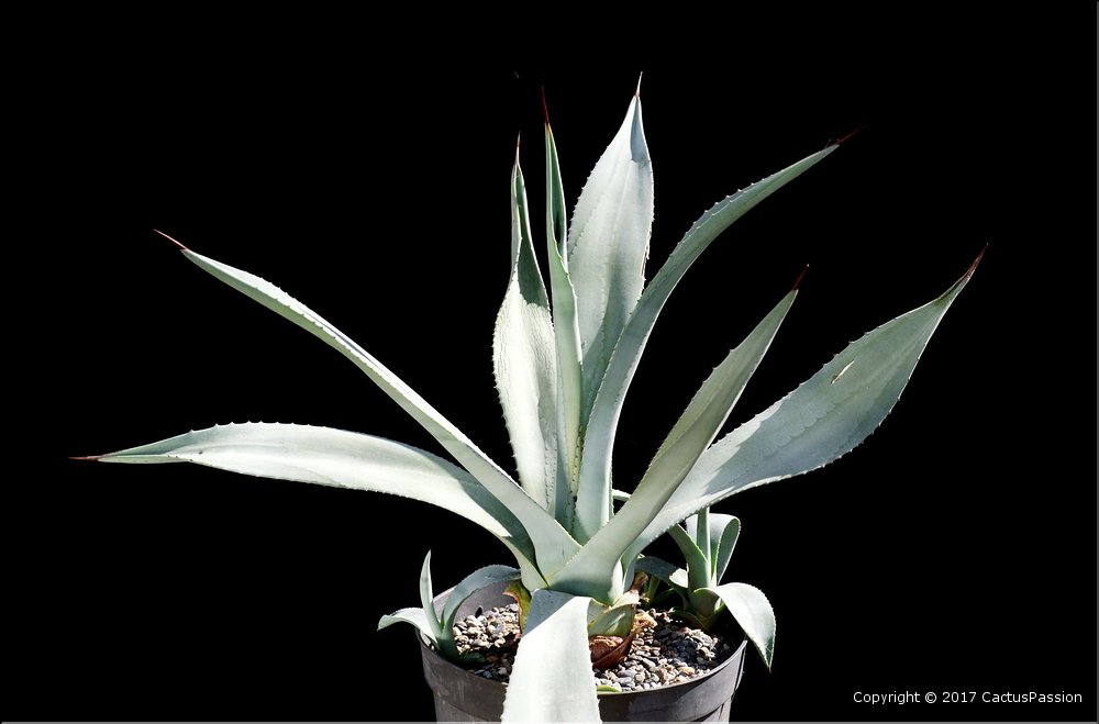 Agave lurida