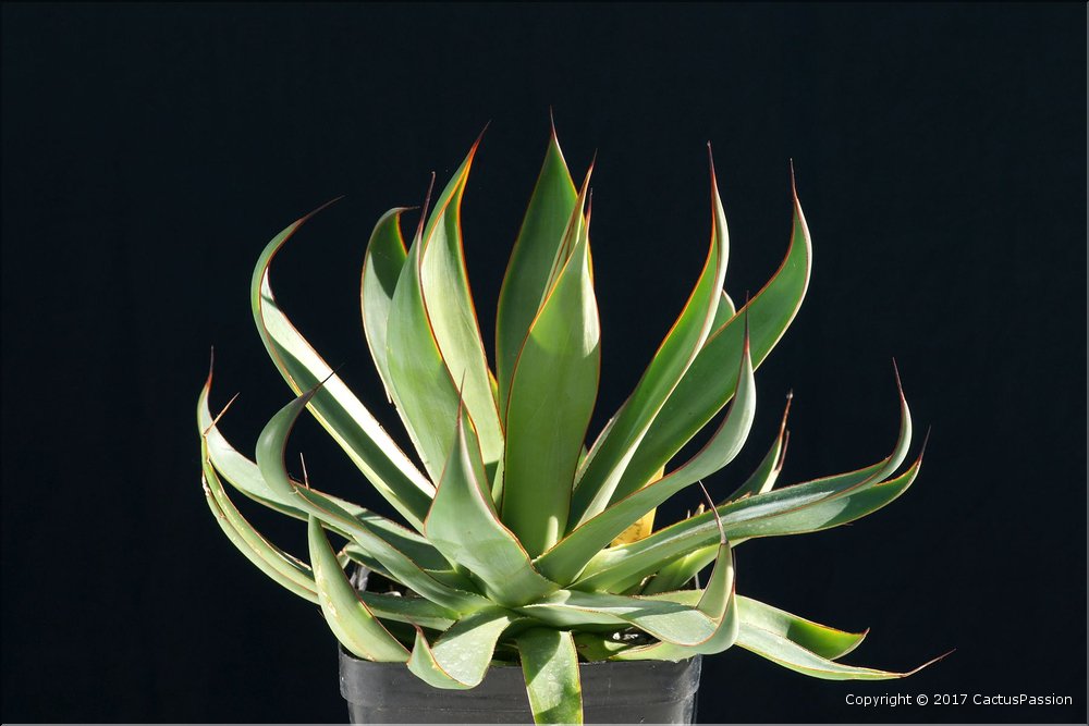 Agave manantlanicola