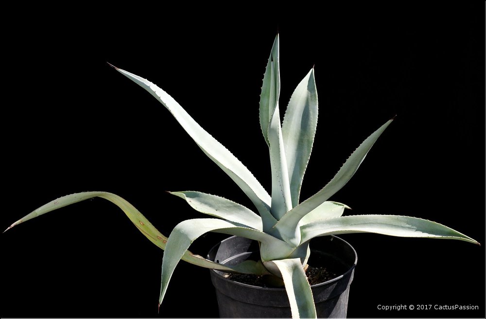 Agave mapisaga