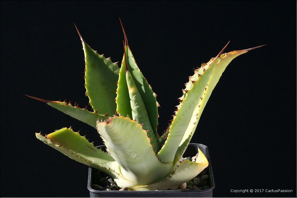 Agave maximiliana