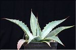 Agave mckelveyana