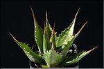 Agave montana