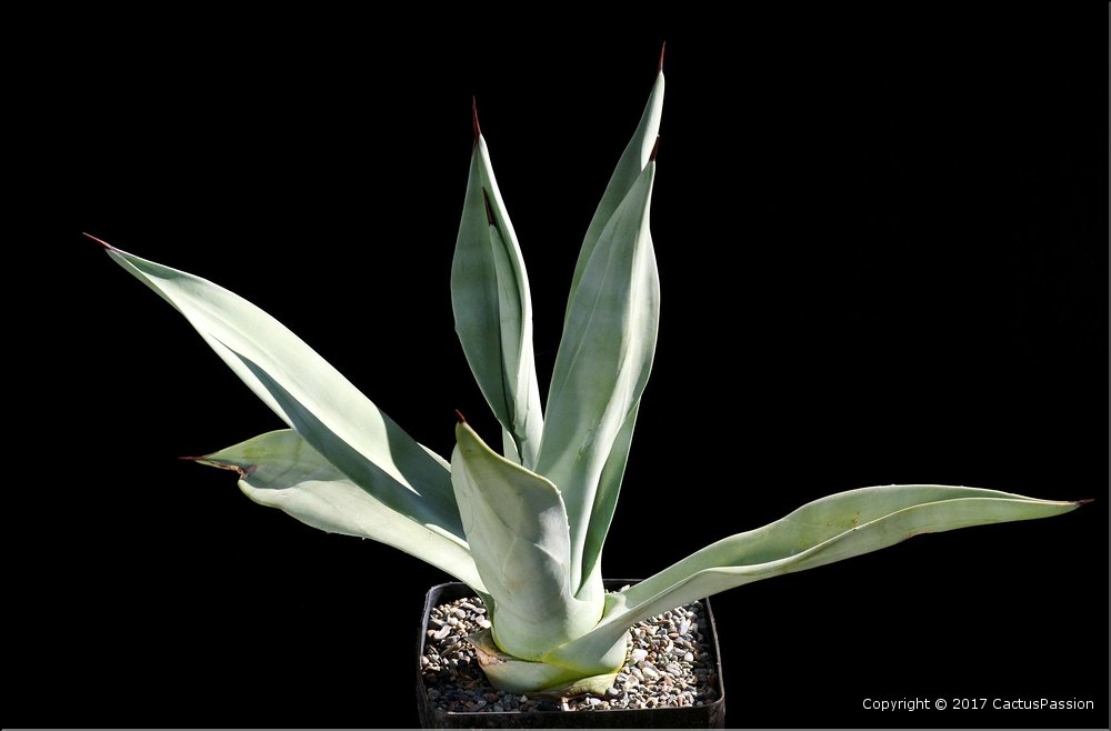 Agave neglecta