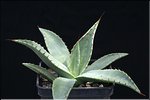Agave neomexicana